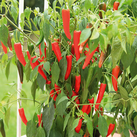 Chili-Gemüse für den Anbau auf Balkon, Terrasse und Garten