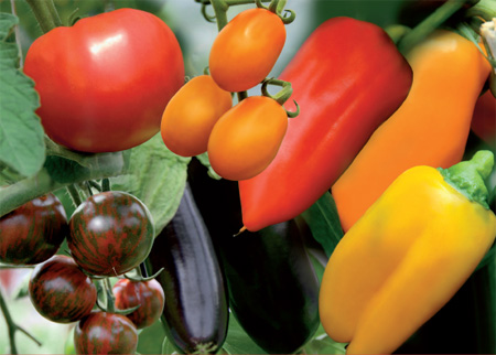 Gourmetzauber-Gem&uuml;se von Kientzler kaufen