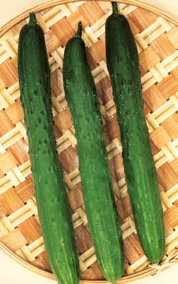 Gruke Tasty Green Gurke Tasty Green