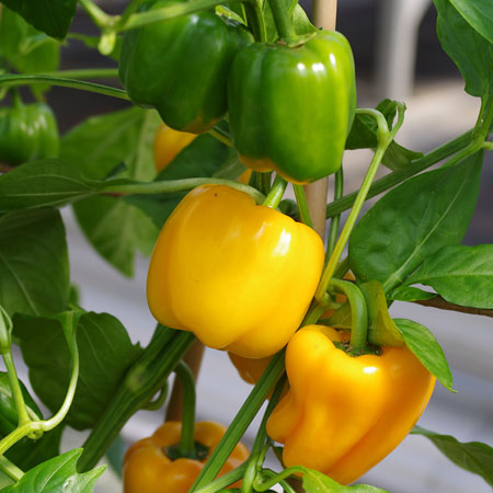 Paprika-Sorten für den Anbau auf Balkon, Terrasse und Garten