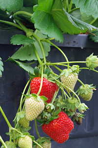 Erdbeer-Pflanzen richtig anbauen und pflegen
