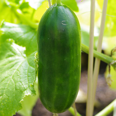 Gurken-Gemüse für den Anbau auf Balkon, Terrasse und Garten