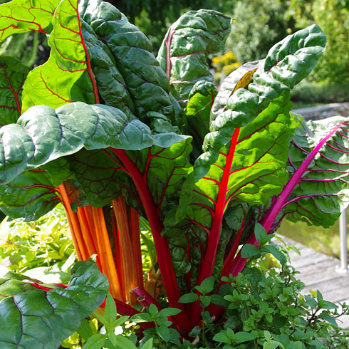 Mangold für den Anbau auf Balkon, Terrasse und Garten