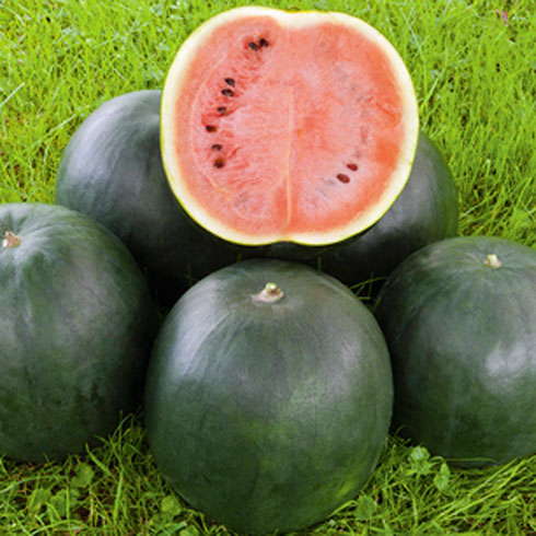 Melonen für den Anbau auf Balkon, Terrasse und Garten