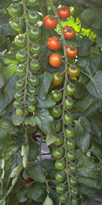 Tomaten anbauen und pflegen