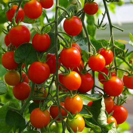 Tomaten-Sorten für den Anbau auf Balkon, Terrasse und Garten